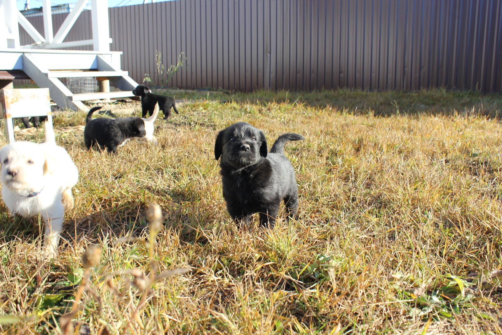 Puppies! - My, Longpost, In good hands, Moscow region, Naro-Fominsk, Dog, No rating