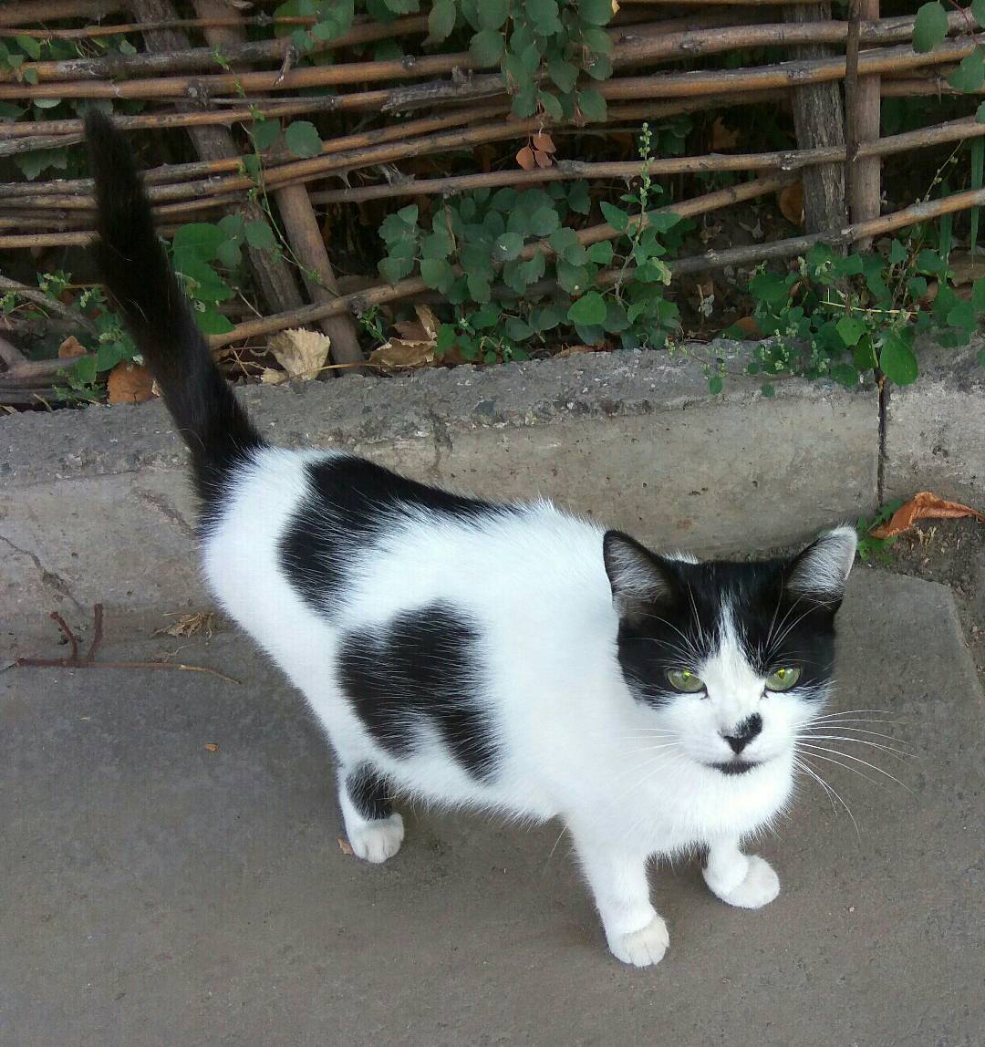 Mustachioed - Striped - My, cat, Fluff, Green eyes