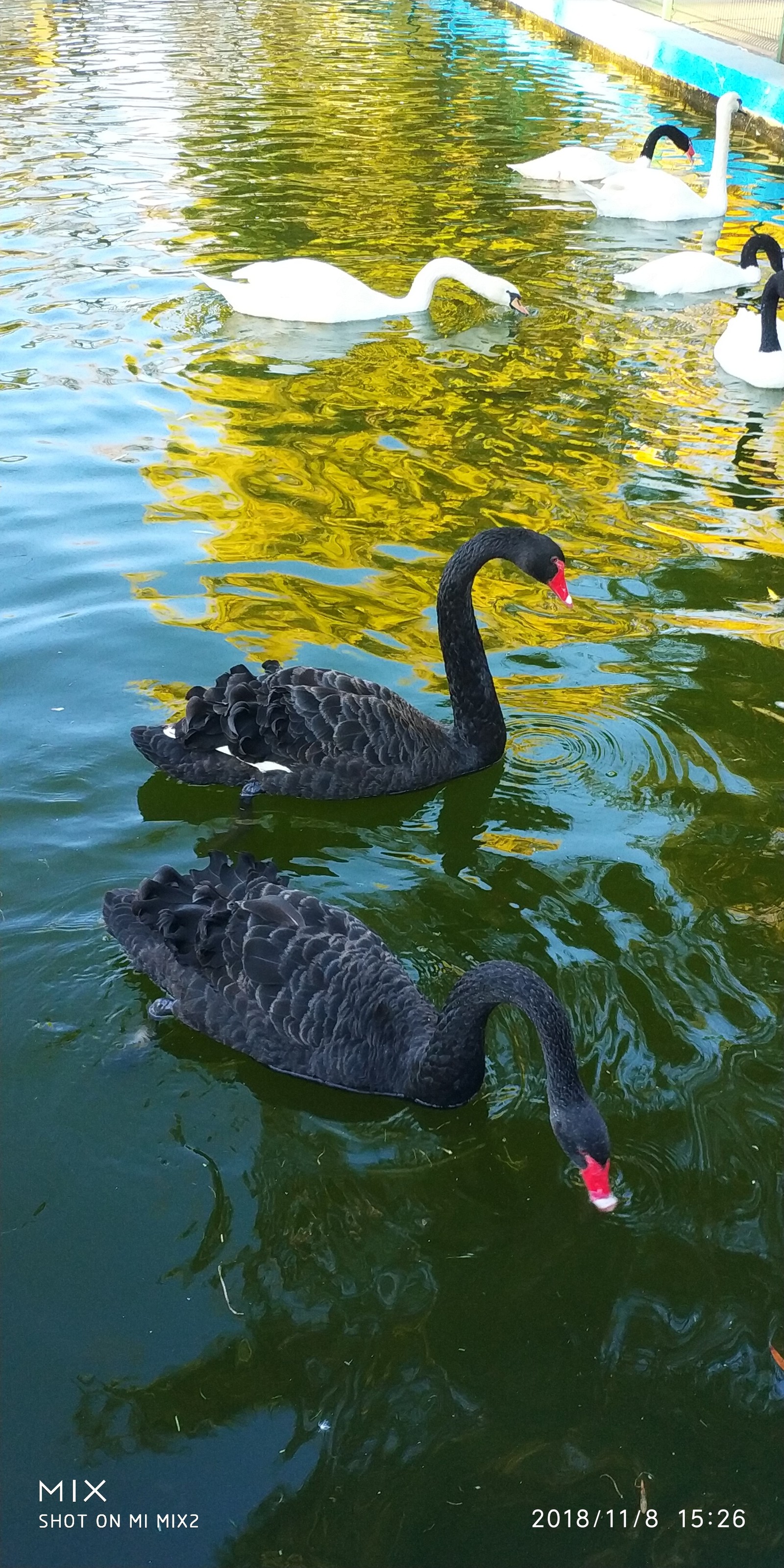 Autumn gold - My, Autumn, beauty, Longpost, The photo, Flamingo, Swans