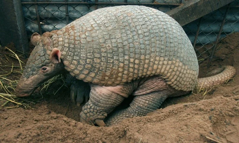 Giant armadillo: Max teeth, max claws - My, , Battleship, Animals, Wild animals, Humor, Nature, Animal book, Longpost, Zoology