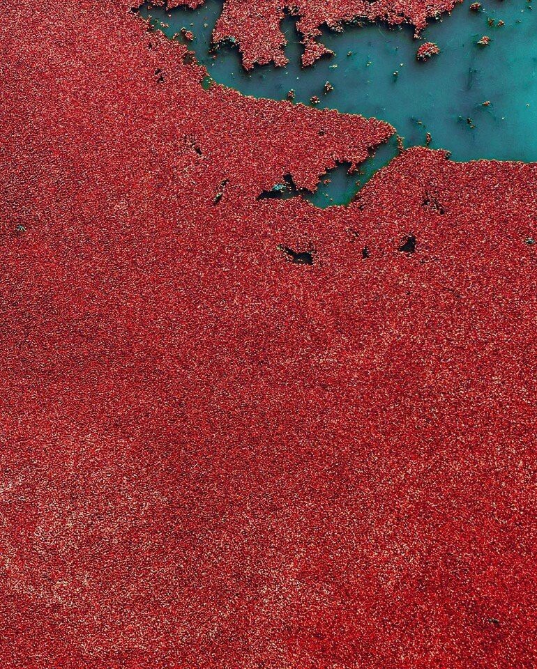 This ethereal lake is just a cranberry harvest in Canadaby hobopeeba - Cranberry, The photo, Lake, beauty, Canada, Harvest, Сельское хозяйство, Red, Longpost