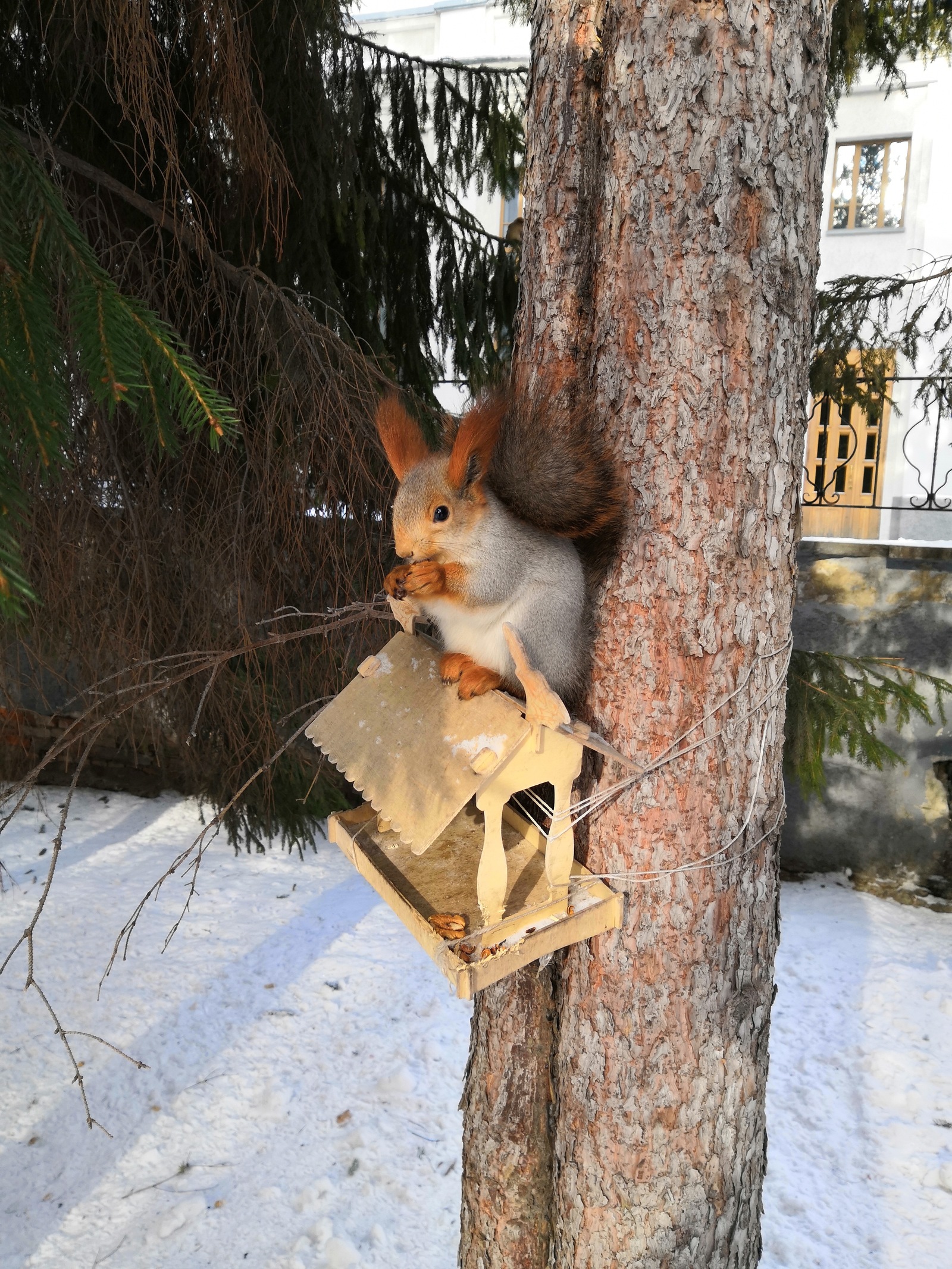 Squirrel cutie - My, Squirrel, Trough, Nuts, Milota