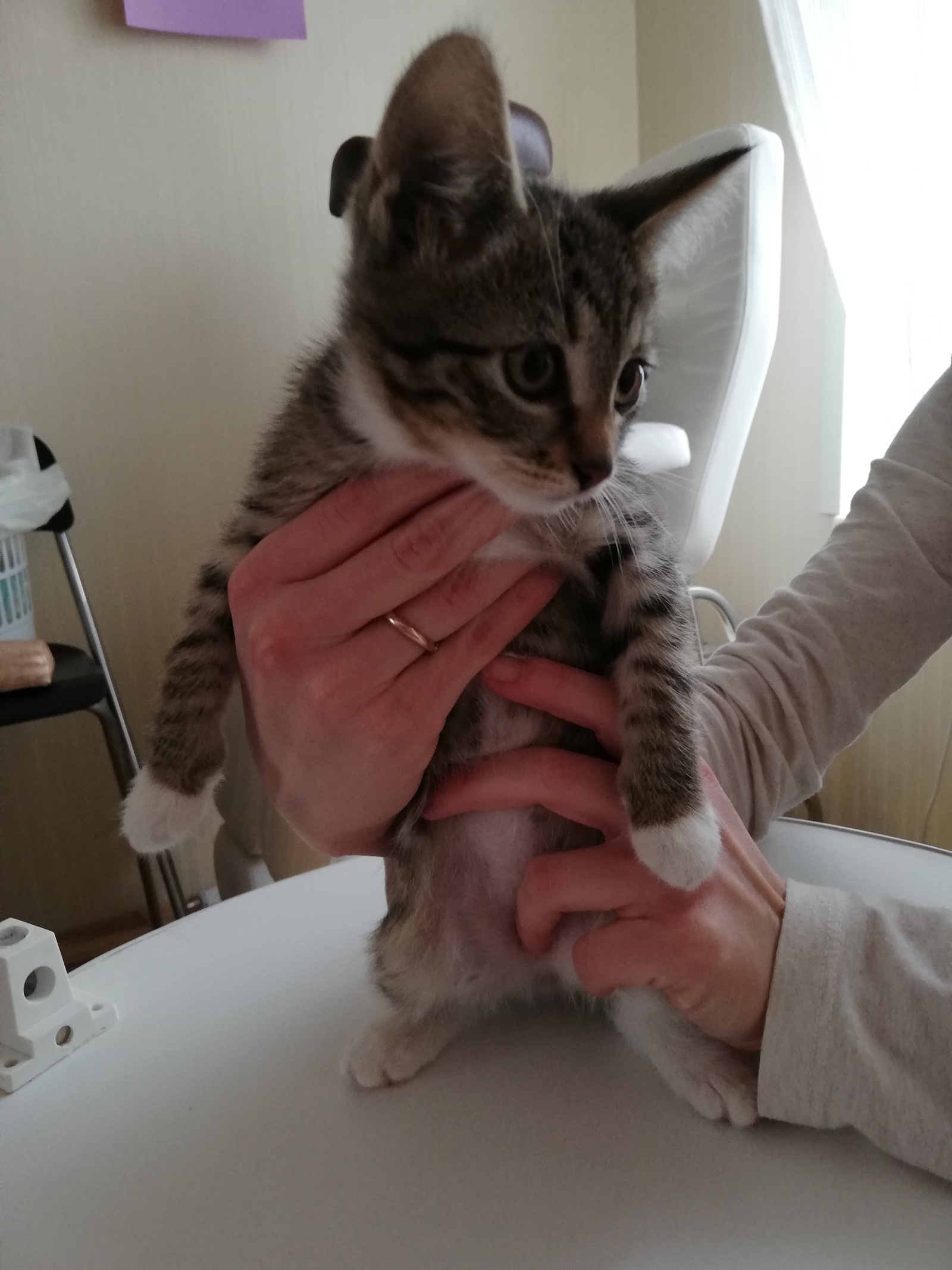 Three kittens out of the box!!! - My, Kittens, In good hands, Help, Longpost, cat, Moscow, Zelenograd, Moscow region, No rating, Helping animals