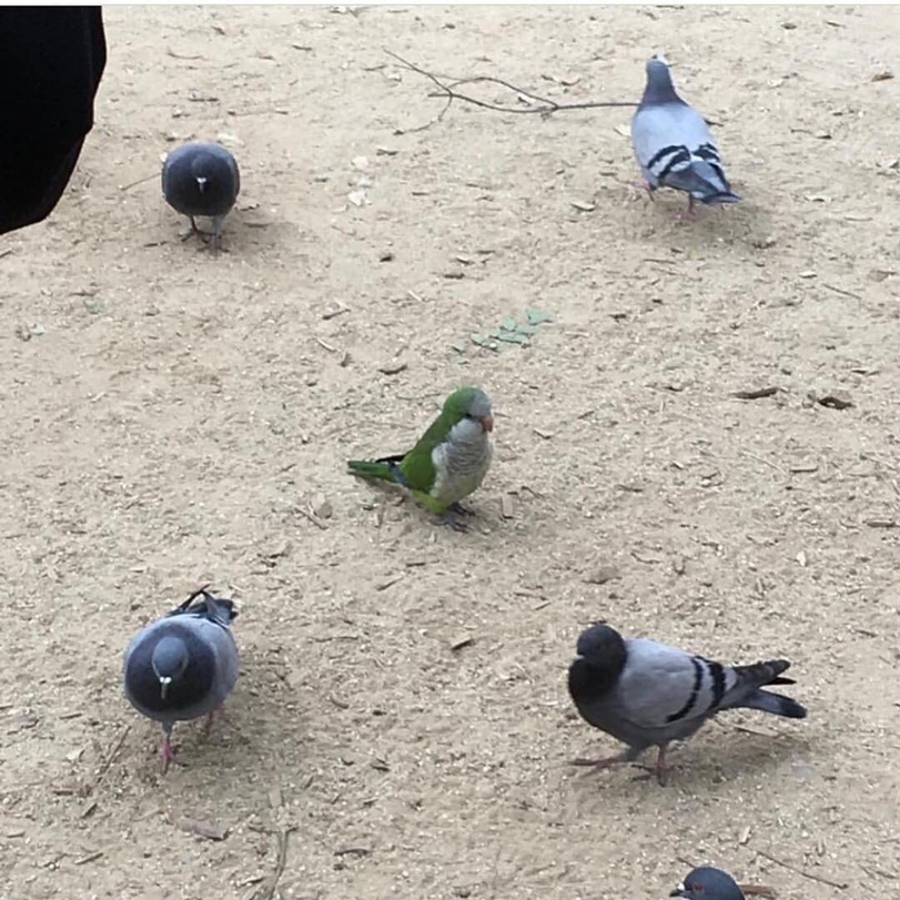 The main thing is not to stand out - A parrot, Pigeon, The photo