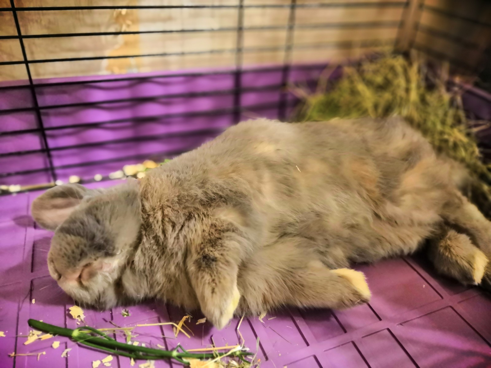 Just a little sleeping rabbit in the feed :3 - My, Rabbit, Dream, Fold-eared rabbit, Longpost