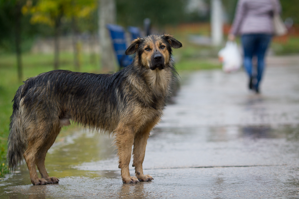 FRIENDS, WE ARE LOOKING FOR A FELLOW - My, Aeroflot, Dog, Longpost