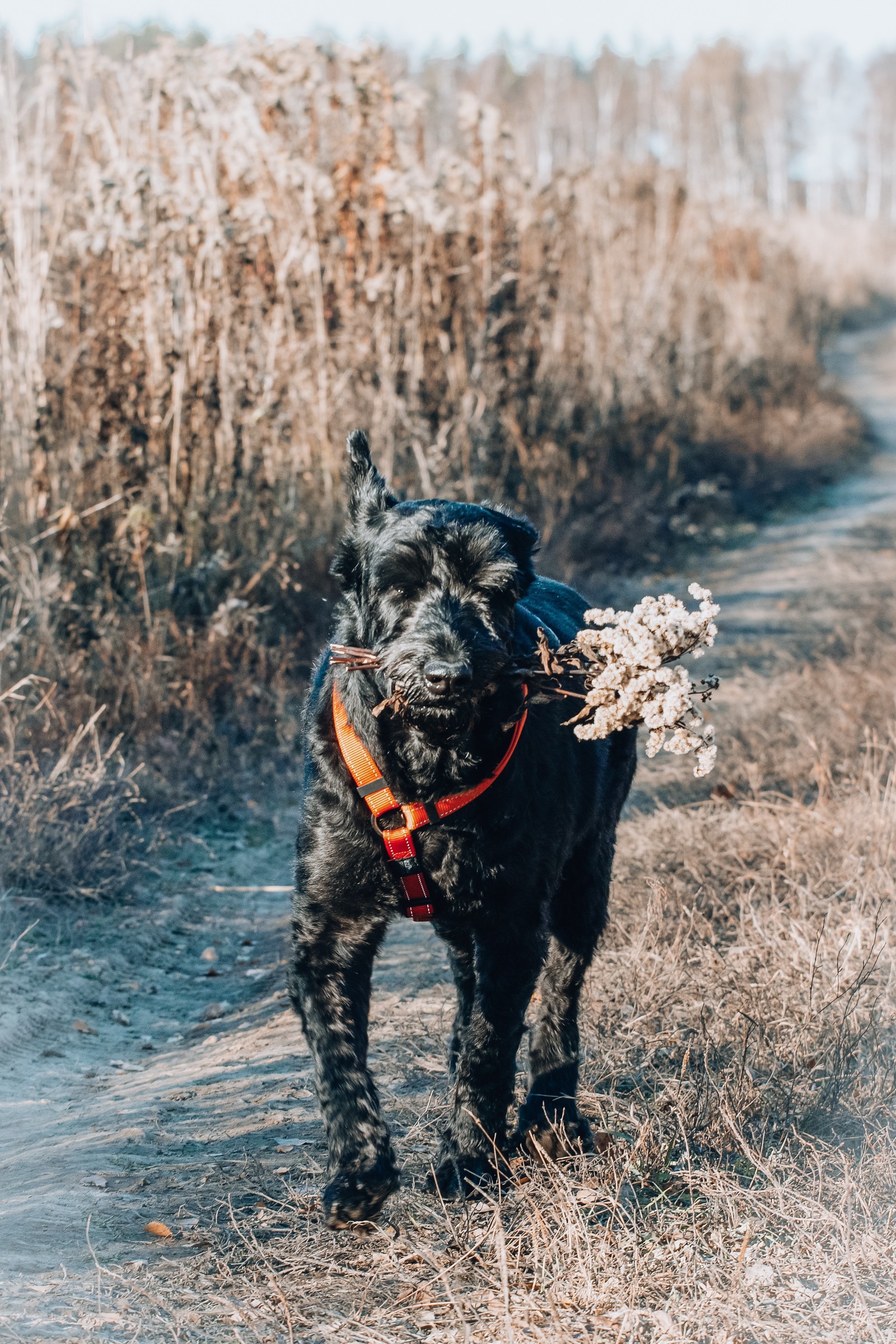 I will bring you flowers - My, Dog, The photo, Giant schnauzer, Longpost