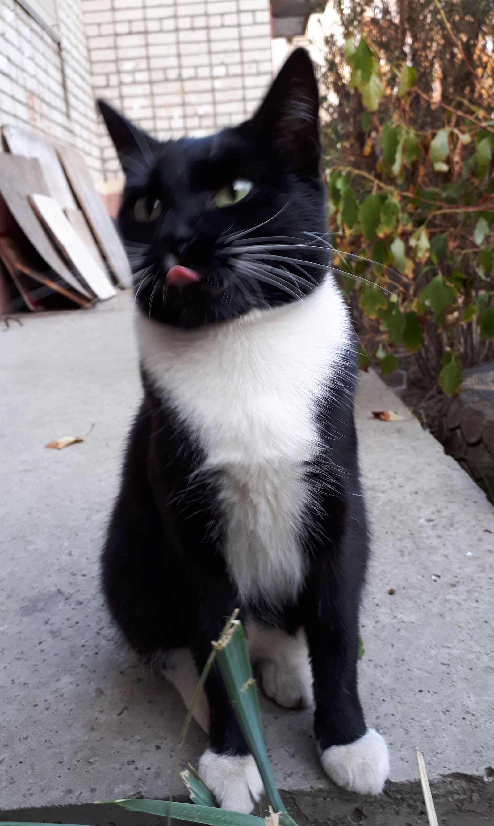 I will show you my tongue whenever I want - My, cat, Black cat, Longpost, Catomafia