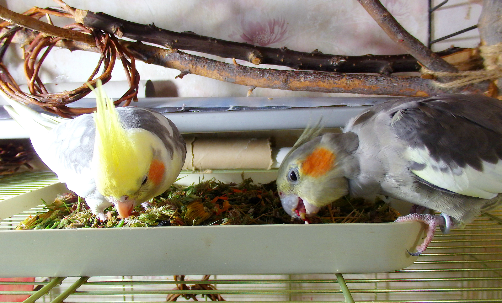 Salad mix for parrots. - My, Birds, A parrot, Corella, Nutrition, Greenery, , Longpost