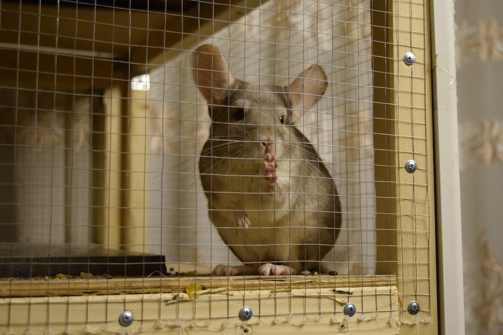 Chinchilla cuteness post. - My, Milota, Chinchilla, Pets, Fluffy, , Longpost