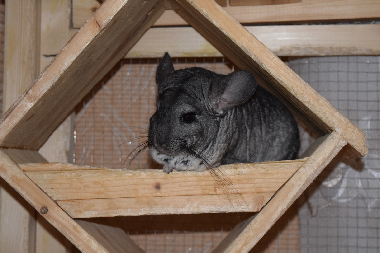 Chinchilla cuteness post. - My, Milota, Chinchilla, Pets, Fluffy, , Longpost