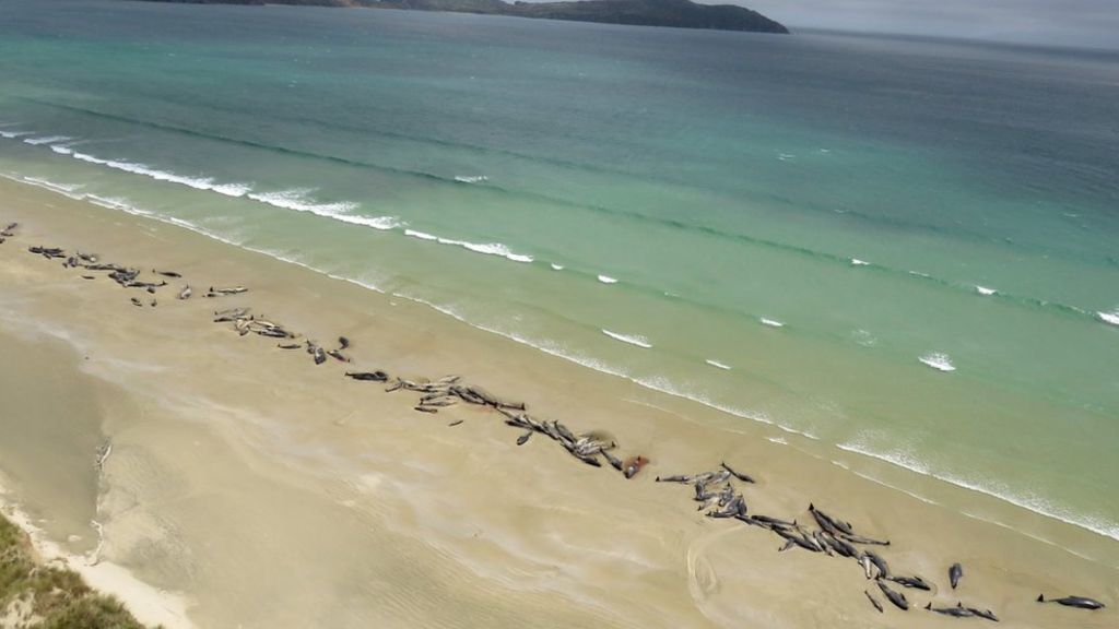 150 black dolphins washed ashore in New Zealand - Dolphin, Death, Mystery, Negative