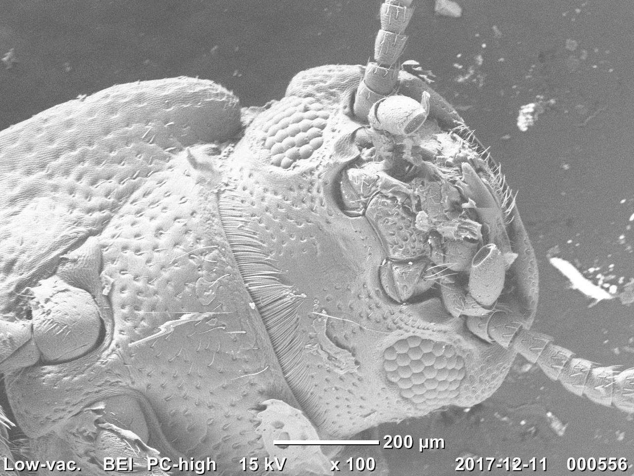 My insects under the electron microscope - My, Electron microscope, Insects, Муха, , The science, The photo, Longpost, Mealworm