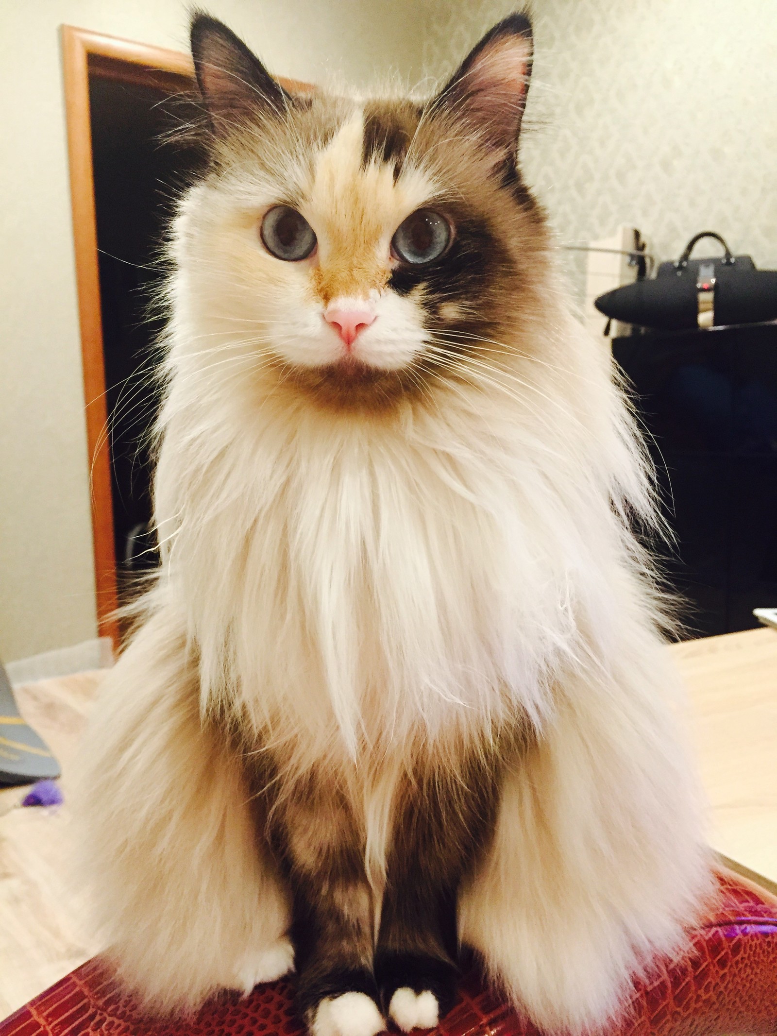 Queen cat and my first post. - Pets, Fluffy, Longpost, cat