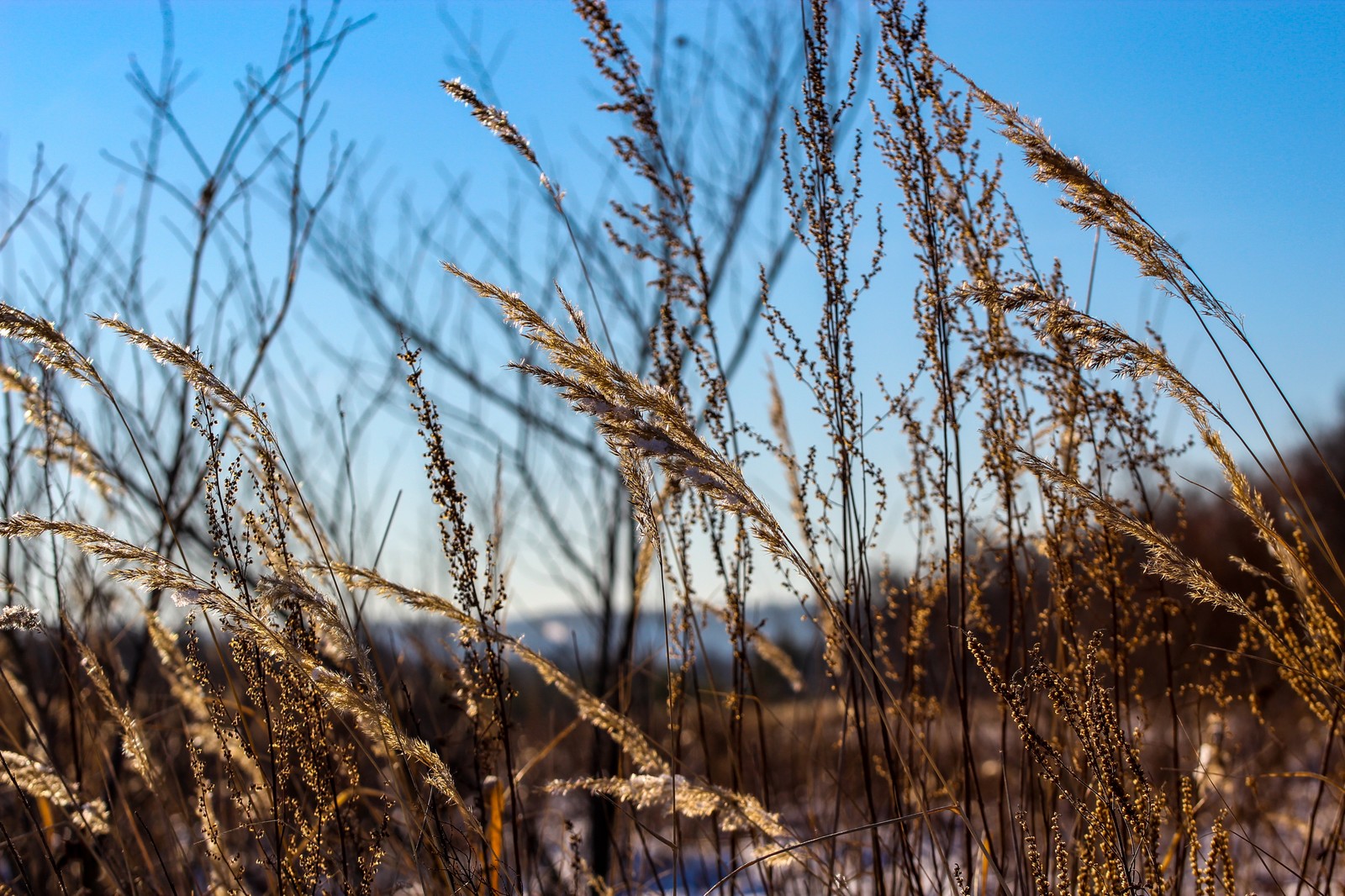 Тростник - Моё, Дзержинск, Tamron, Длиннопост, Фотография, Canon 1300d, Lightroom