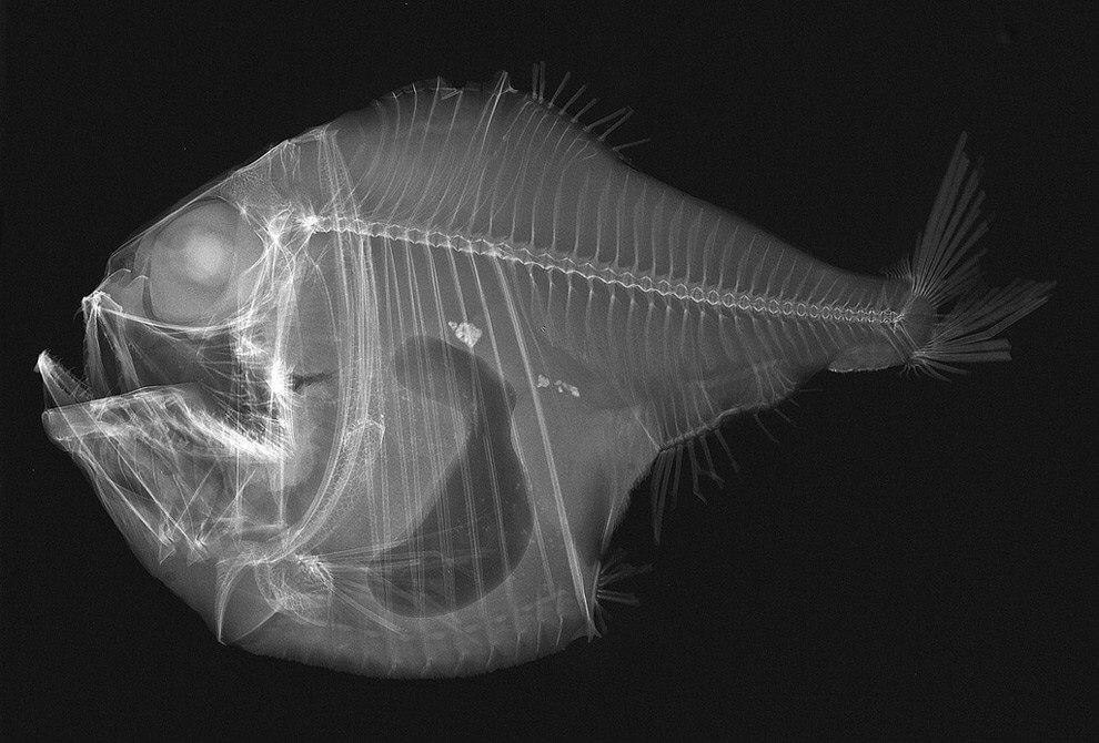 anglerfish x-ray - A fish, X-ray