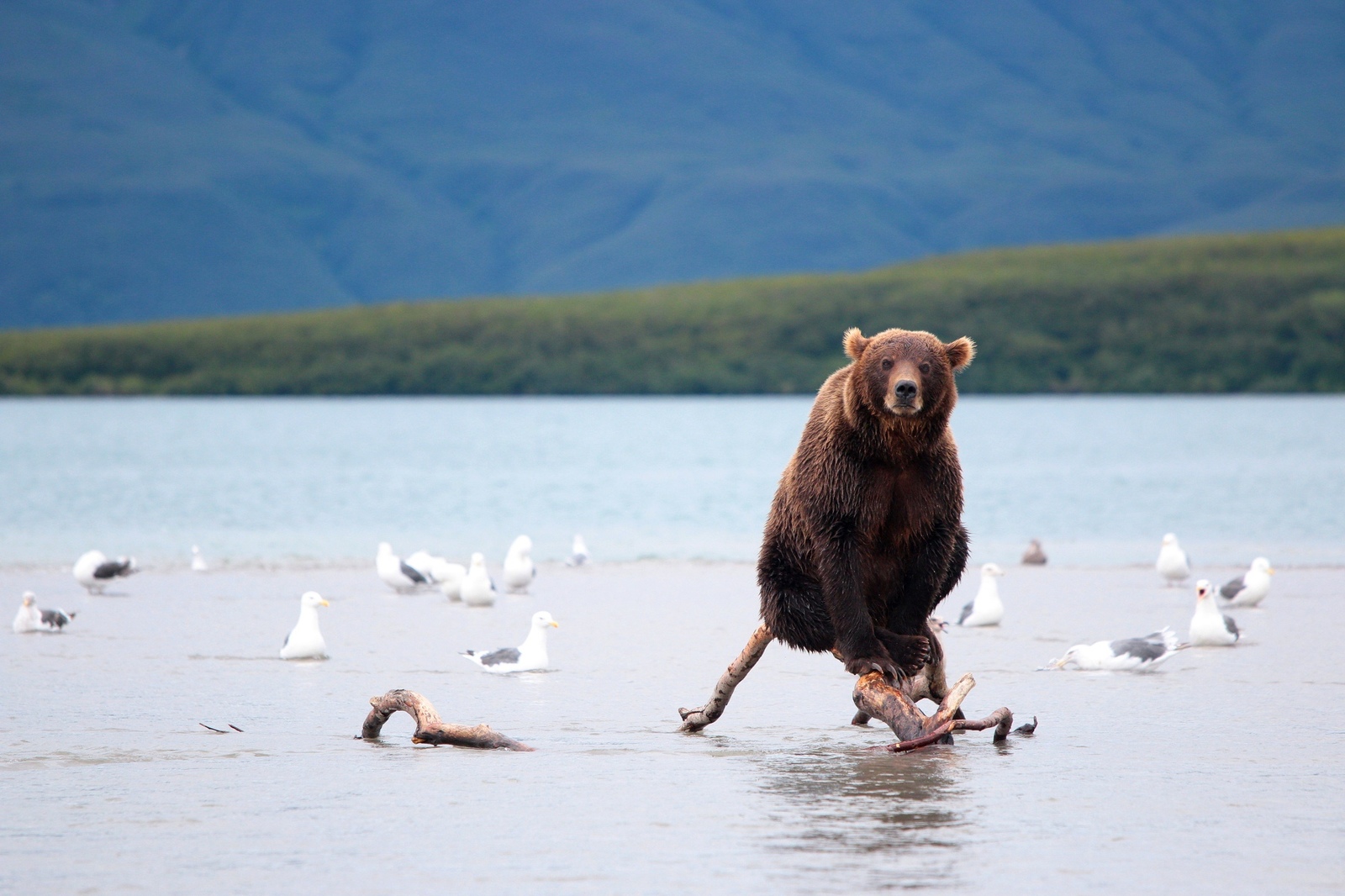 I'm comfortable - The national geographic, The photo, The Bears, Water, Tree, Birds, Animals, Kamchatka