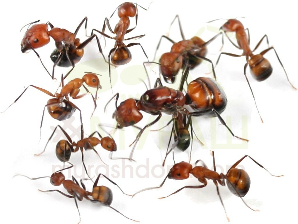 Post for novice worldkeepers - My, Myrmikiper, , Ants, Ant farm, , Formicaria, Longpost