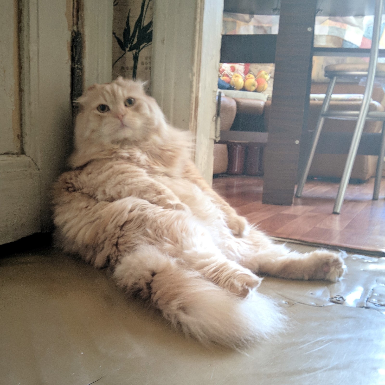 Kitty-oborMotya - My, cat, Lop-eared, Fat man, The bone is fluffy, Longpost, Fullness