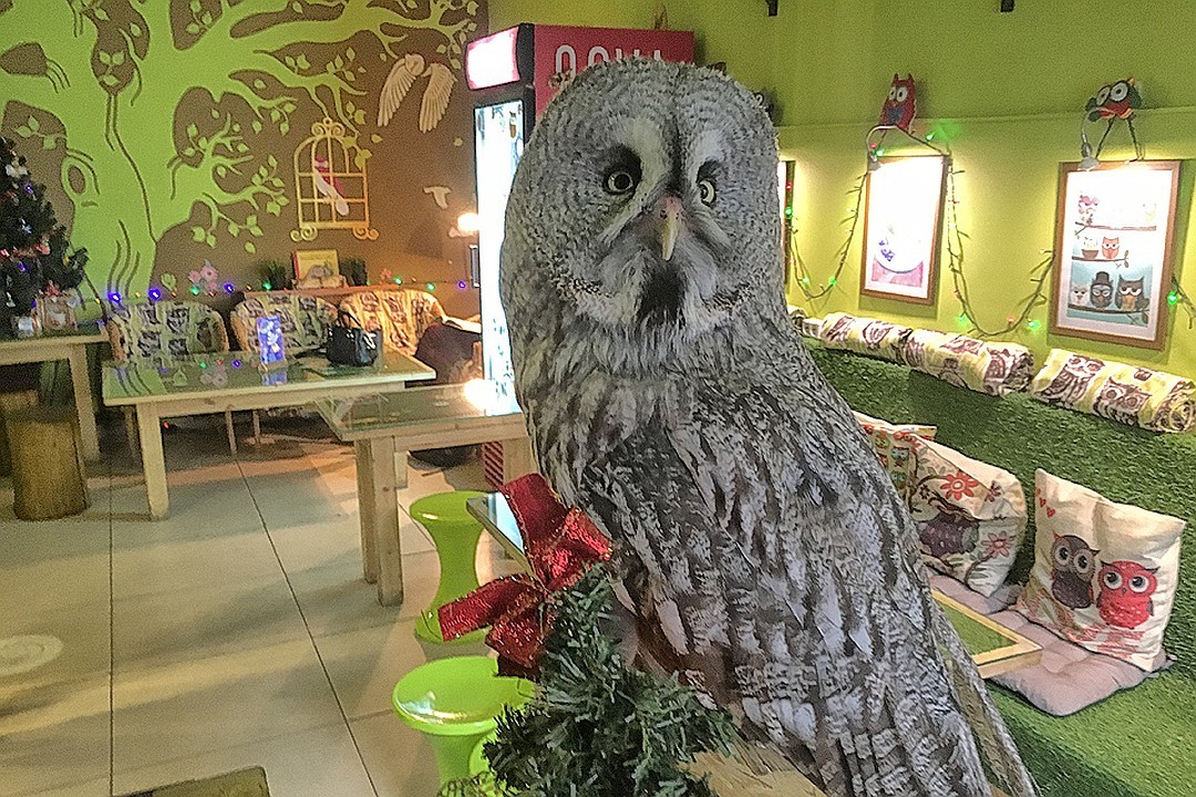 Owl Trouble: Activists Demand Closing Anticafe Due to Bird Cruelty - My, owl house, 