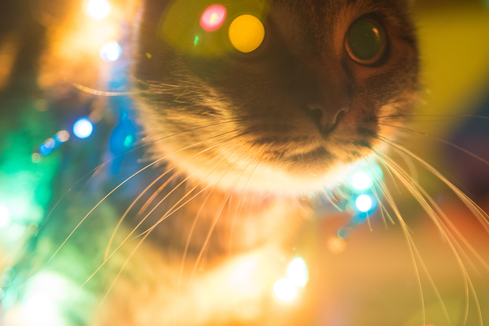 The holiday comes to us!!! - My, cat, Catomafia, , New Year, Magic, Longpost