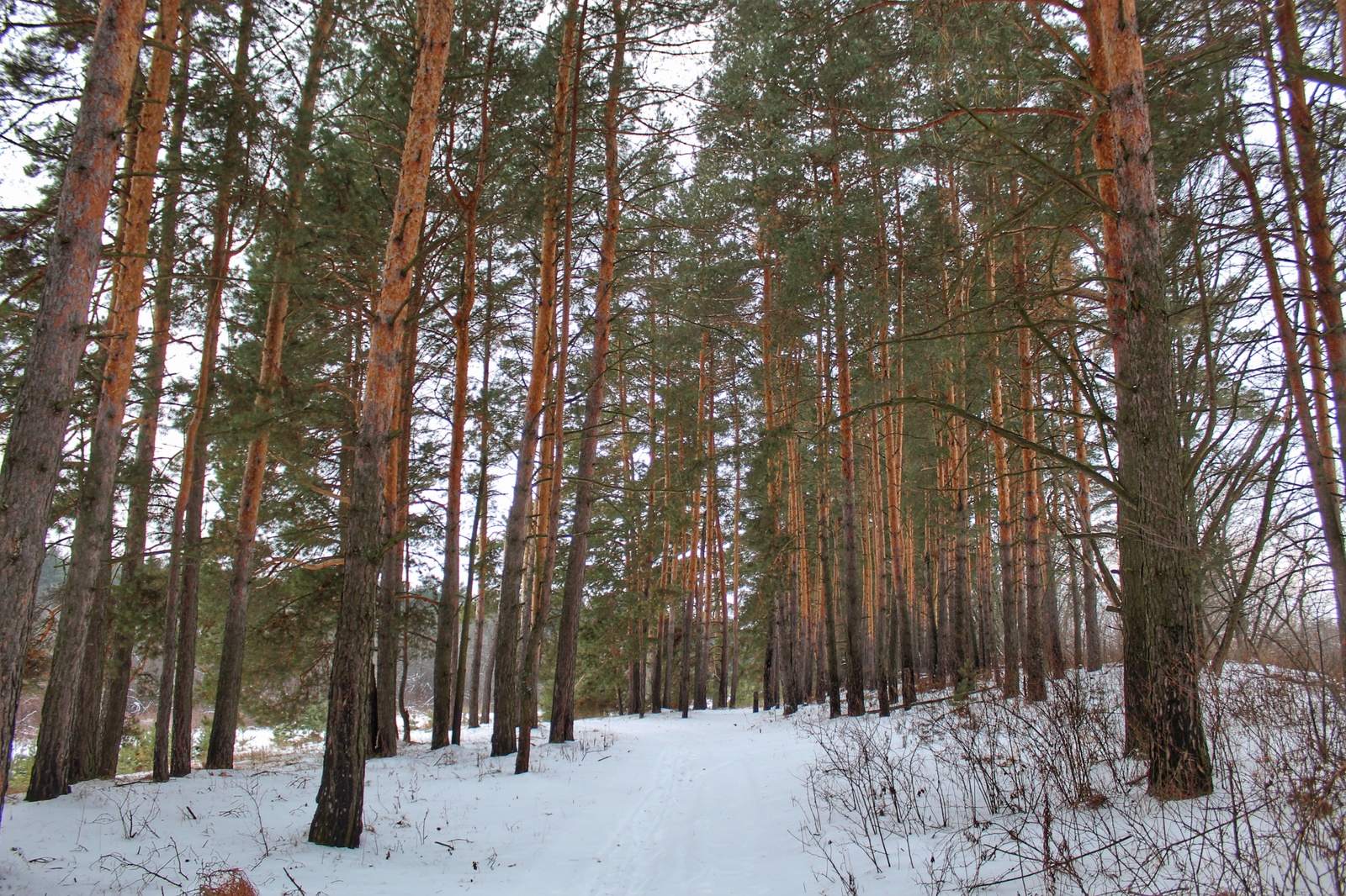 Photo walk - My, Dzerzhinsk, The photo, Canon 1300d, 18-55 kit, Nature, Longpost