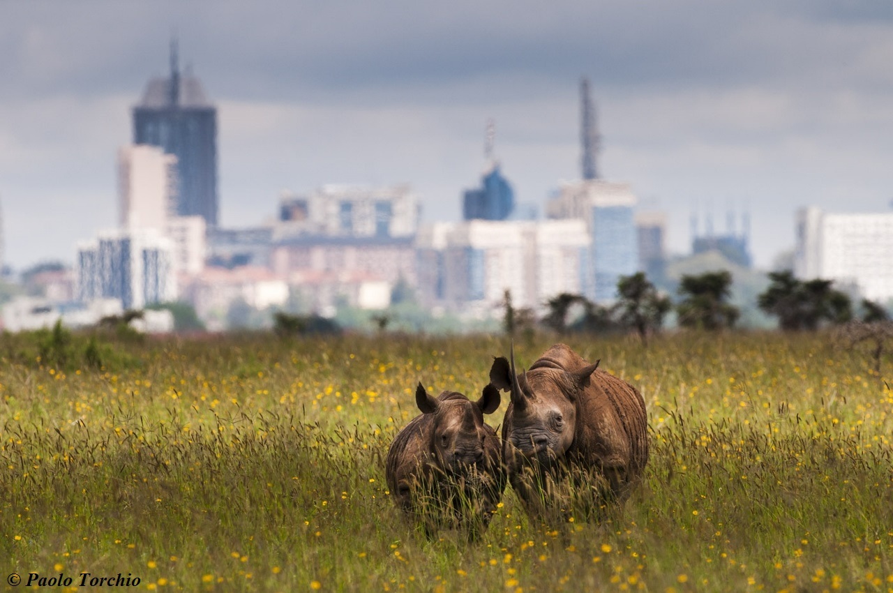 On the outskirts of the city - Ecology, wildlife, Ecosphere, Kenya, Reserve, Nairobi, Longpost, Animals, Reserves and sanctuaries