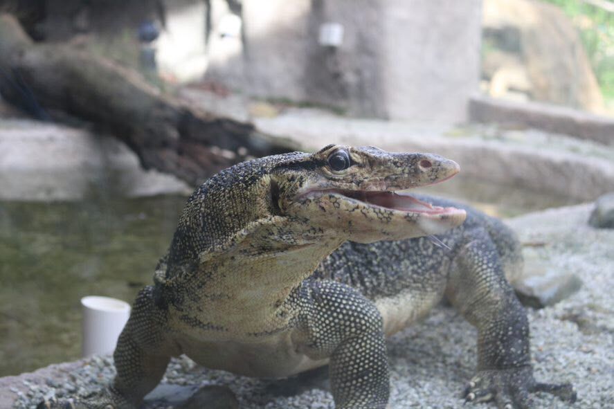 In the animal world or who is found on my campus. - My, Singapore, Asia, Studying at the University, Animals, Interesting, Wild animals, In the animal world, Video, Longpost