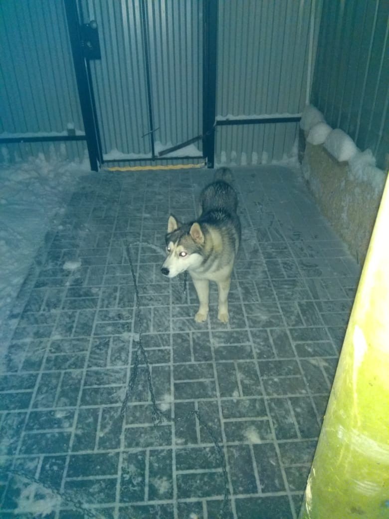 Found a dog. Kaluga. Raspberries. - My, Kaluga, Lost, Dog, Longpost, No rating, Husky, Found a dog, In good hands