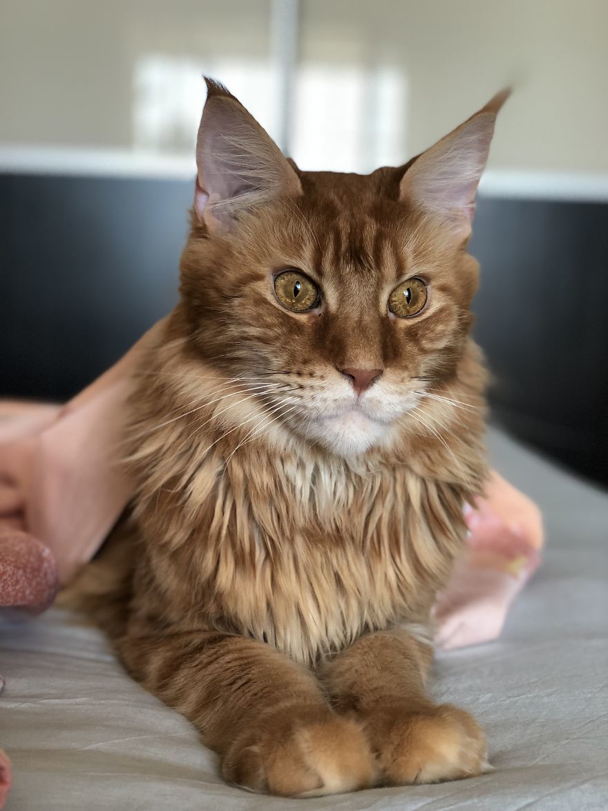 Waving the cat =) - cat, Redheads, Longpost, Maine Coon