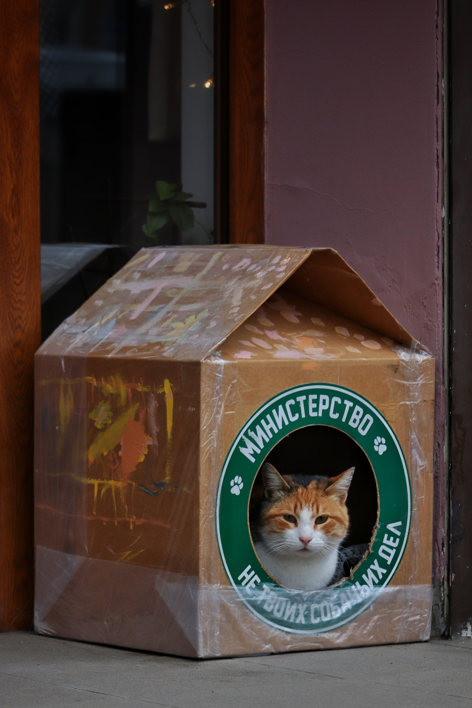 One more civil servant - My, cat, The photo, Box