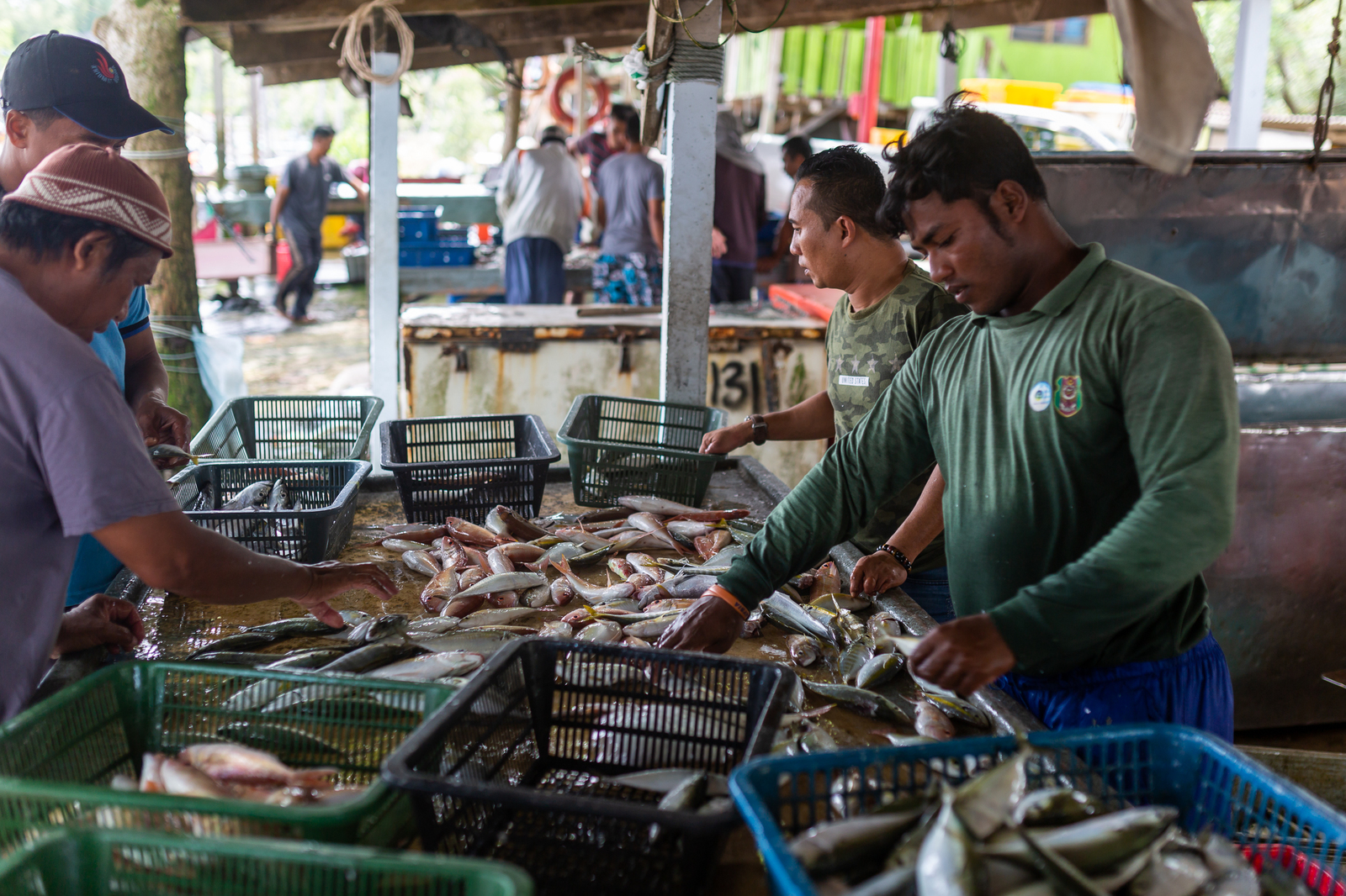 No return ticket needed. 5. Singai Ular - My, Travels, Malaysia, Fishing, Ocean, Horseshoe Crab, Stingray, Video, Longpost