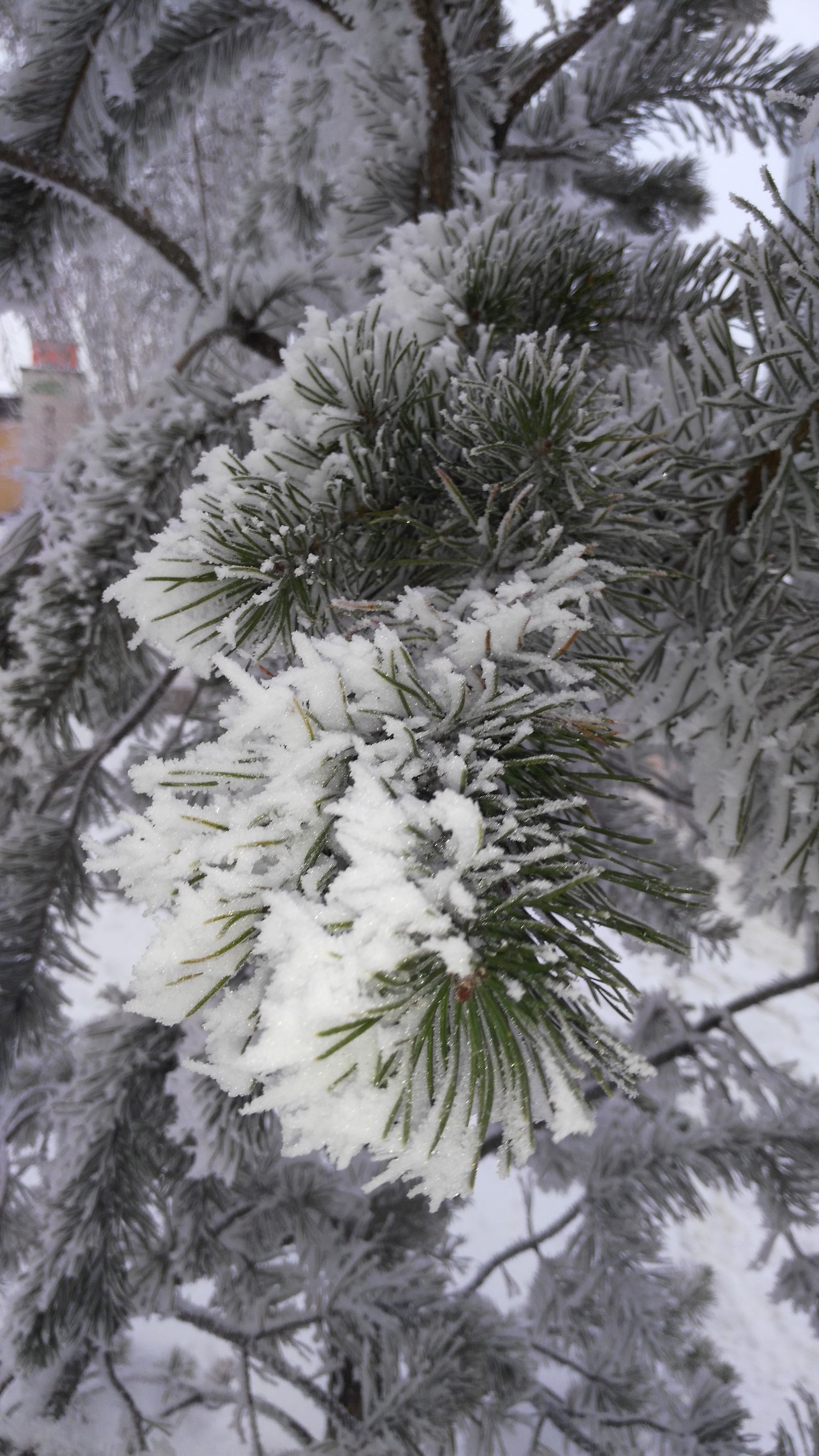 Winter - My, Winter, Pine, Longpost