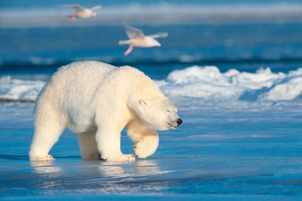 And I'm walking so all ... - Bear, Polar bear, wildlife, The photo, The Bears