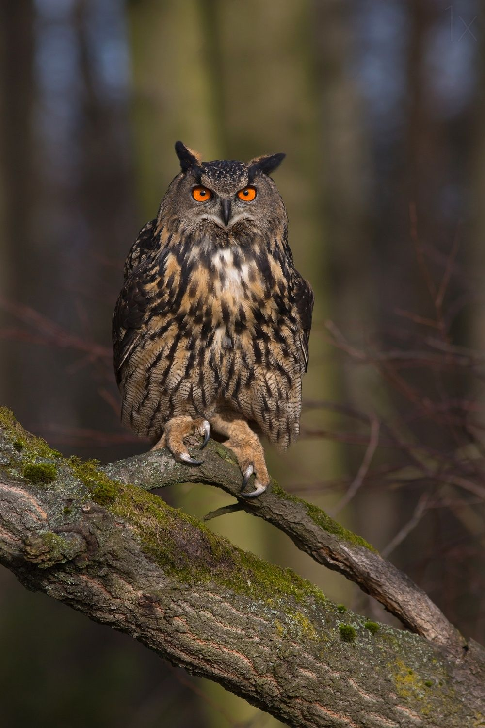 Horned owl - Owl, Predator birds, Birds, The photo, Owl