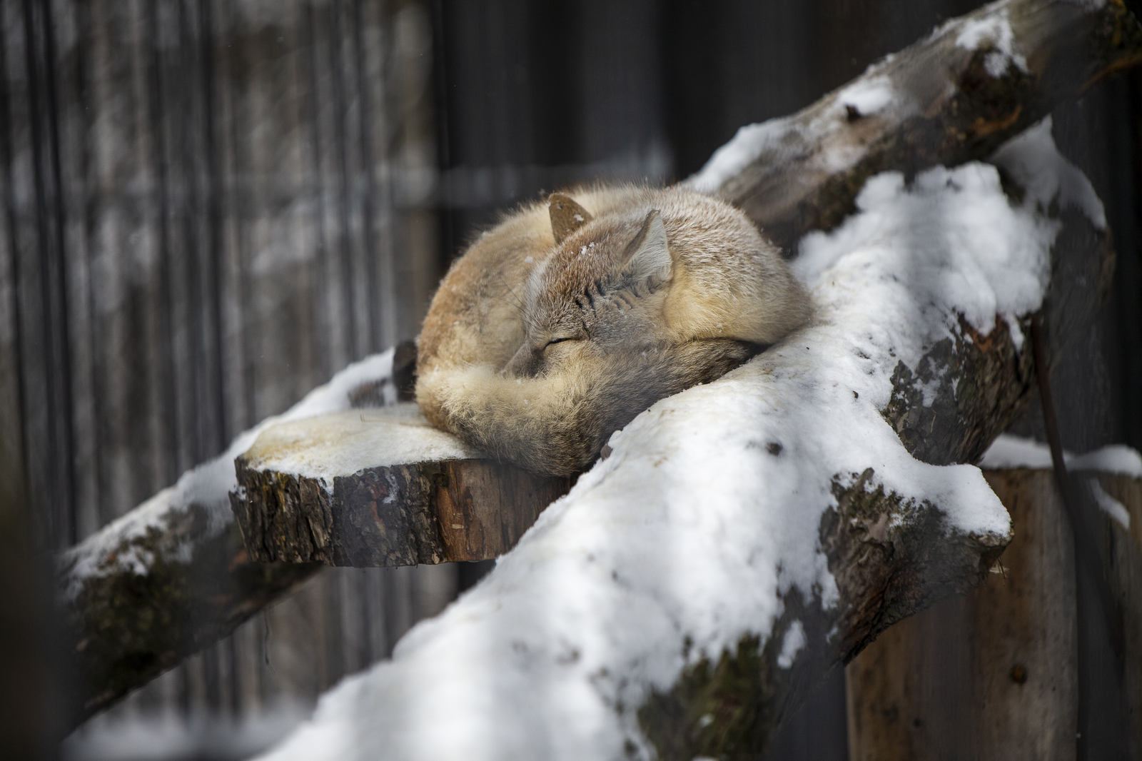 Novosibirsk Zoo - My, Novosibirsk, Zoo, The photo, Longpost