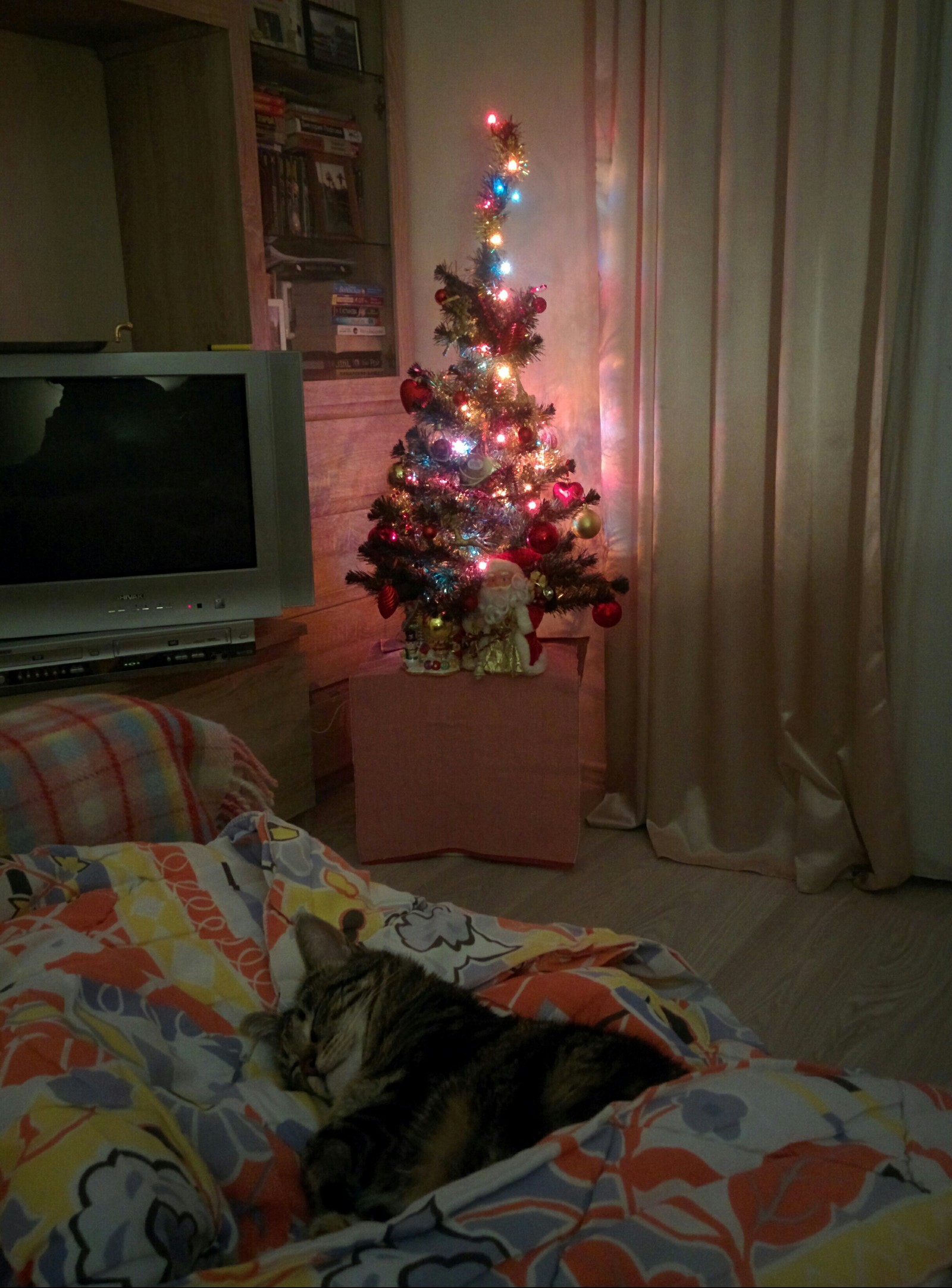 Home comfort - My, Catomafia, Cosiness, New Year, Christmas tree, cat