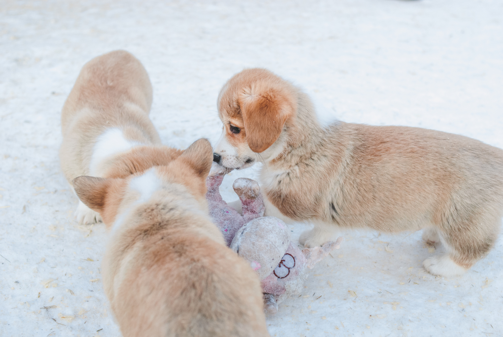 Ruthless dogs tear apart the carcass of an ice cow =) - My, Corgi, Puppies, The photo, Milota, Dog