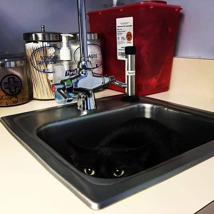 Watch - cat, Sink, Vet clinic