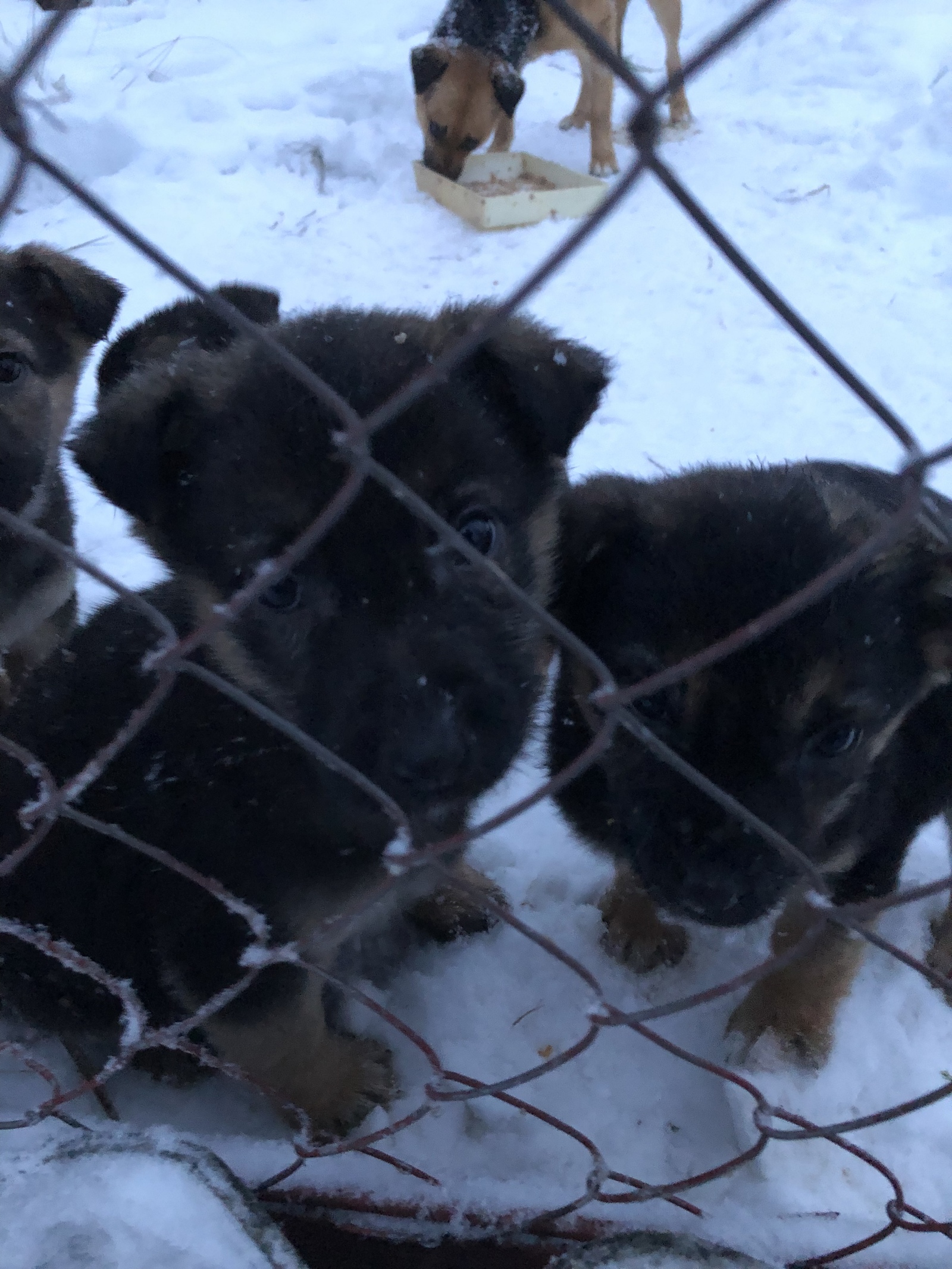 Help put the kids in, please. - No rating, Puppies, Dog, In good hands, Help, Naro-Fominsk, Moscow, cat, Longpost