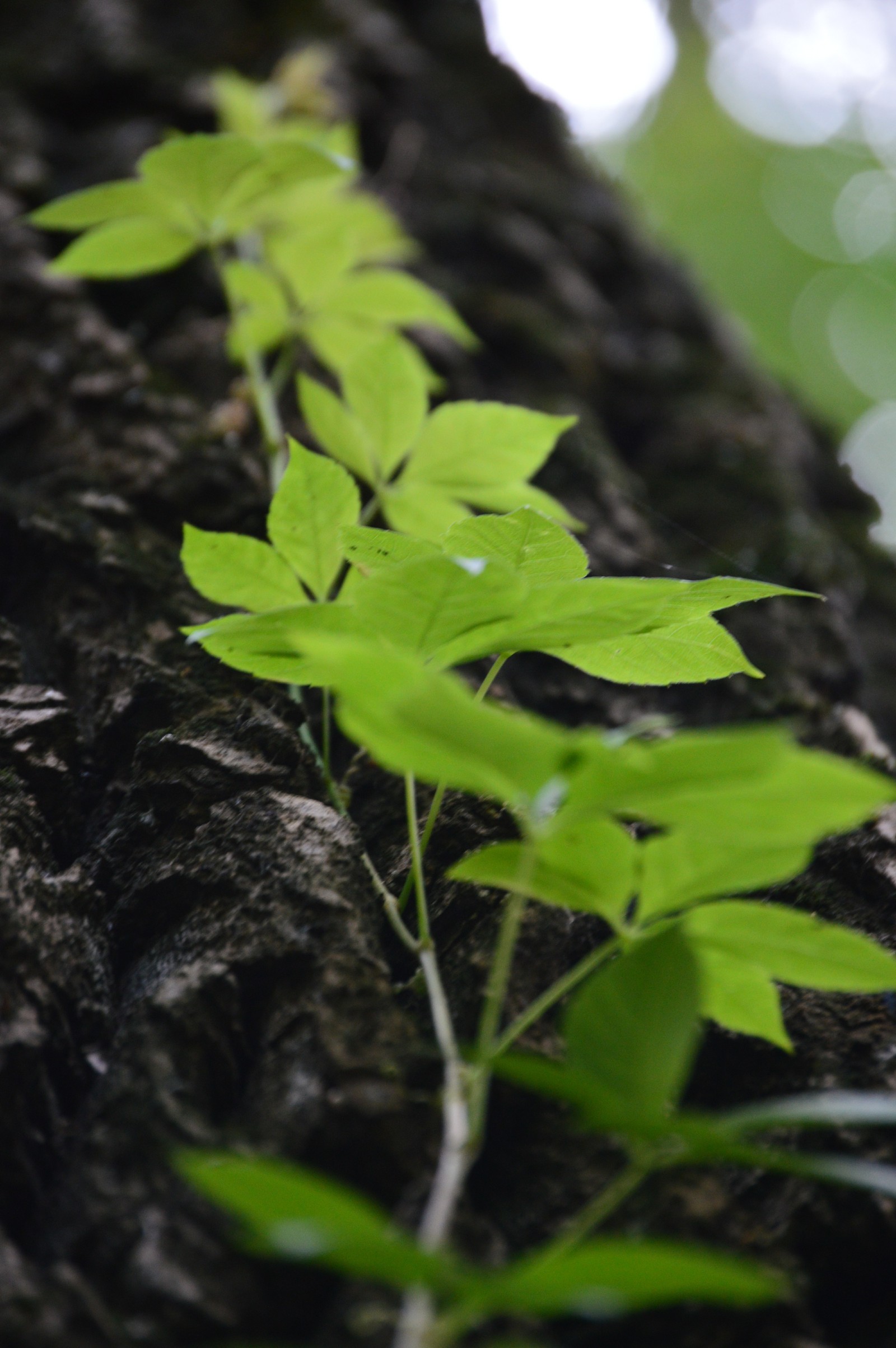 A little greenery in the tape, though a photo of the beginning of autumn. - My, The photo, September, Nature, Forest, Longpost, Nikon d3200