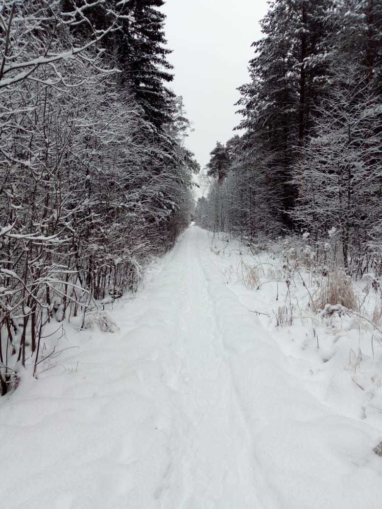 Новогодний лес - Моё, Лес, Зима