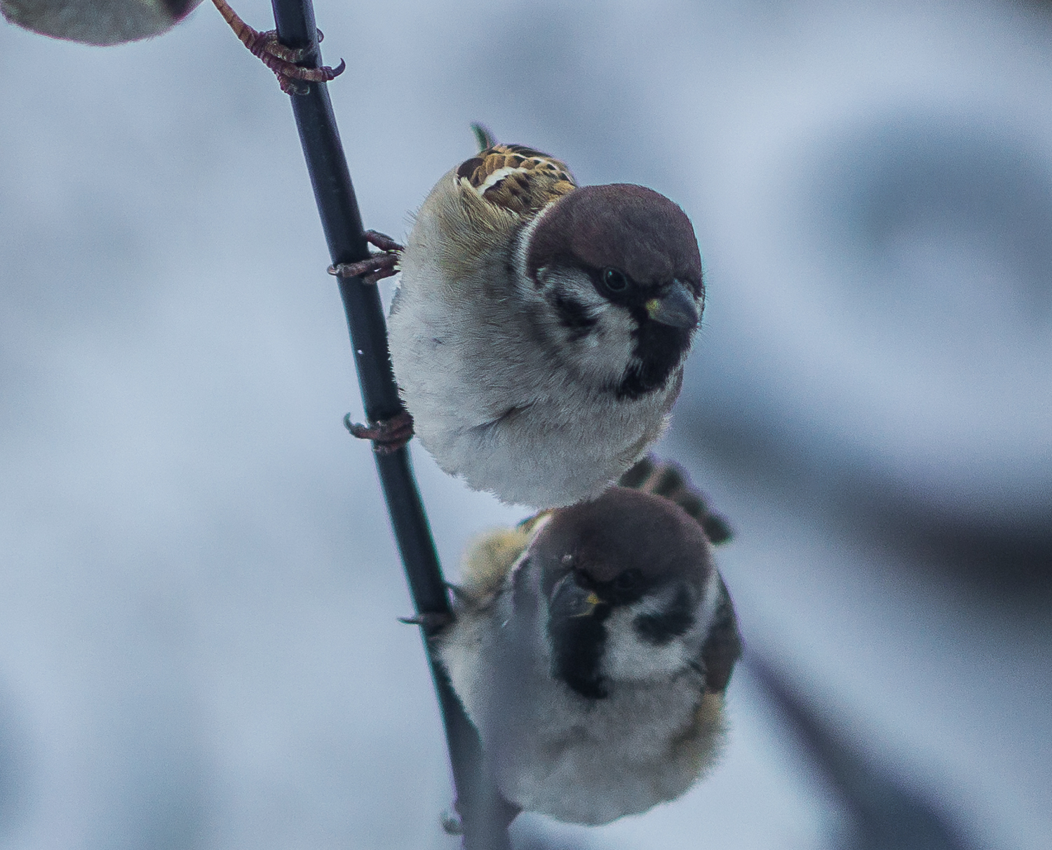 Sparrows are hungry - My, The photo, Sparrow, Longpost