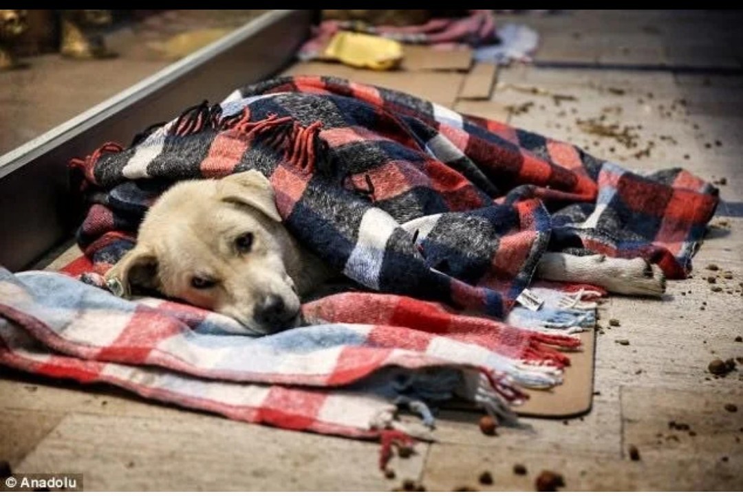 What happens to homeless animals in other countries: Turkey - Turkey, Animals, Shelter, Kindness, Longpost, Dog