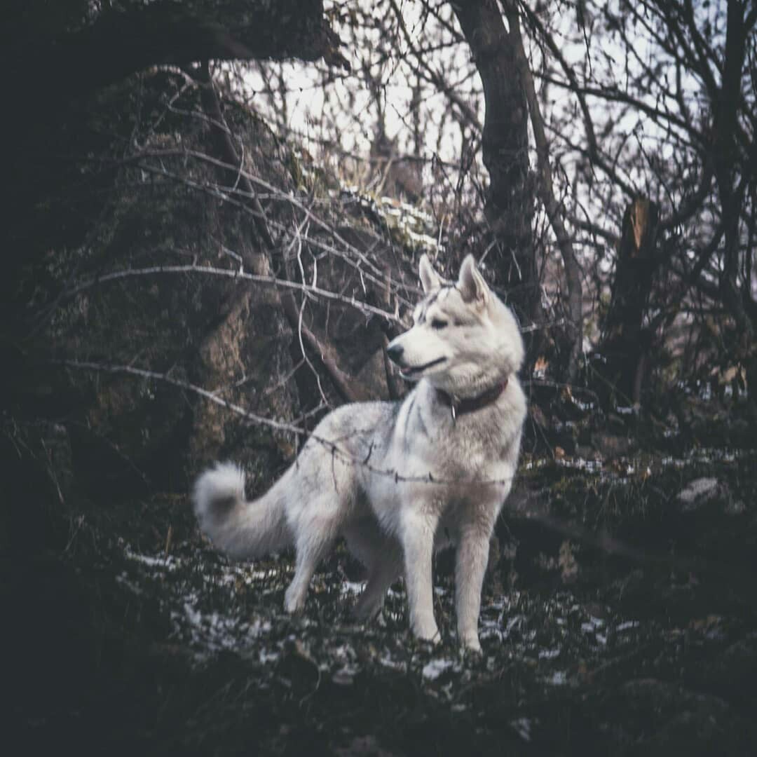 Drum dogs - My, Husky, Dog, Walk, Winter, 1st of January, Khortytsia, Nikon, Longpost