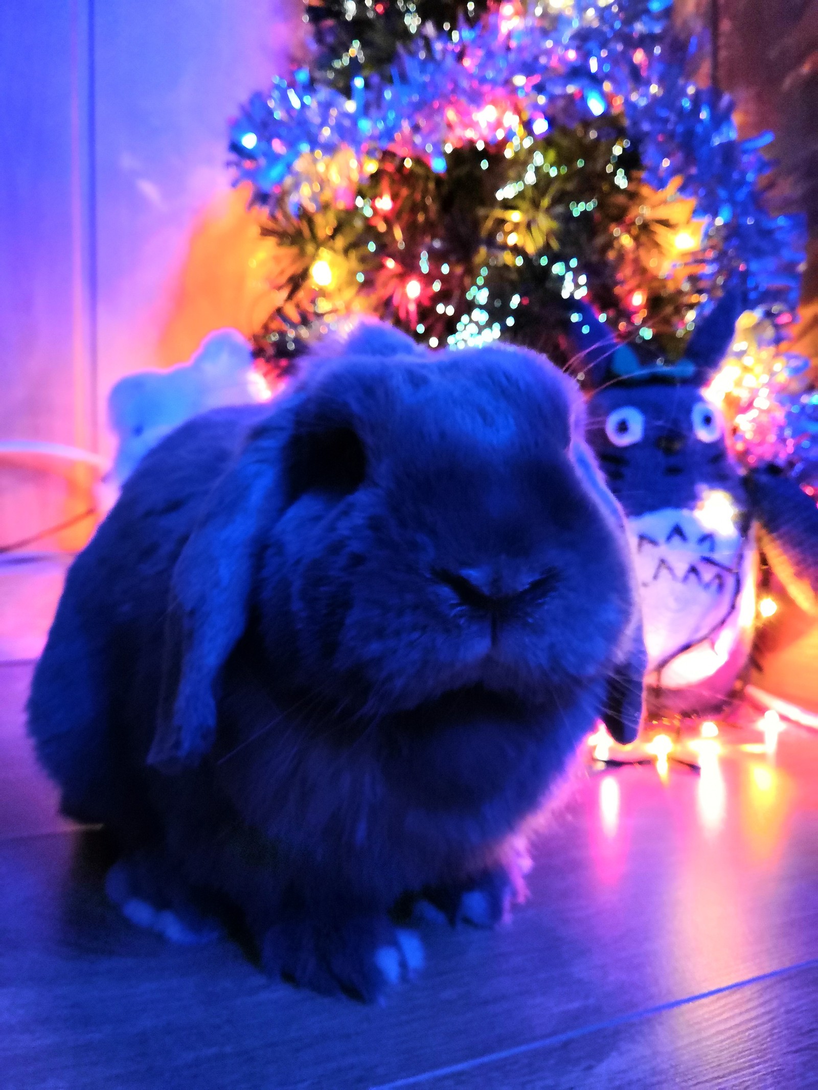 Not only cats love Christmas trees - My, Rabbit, New Year, Christmas trees, Longpost