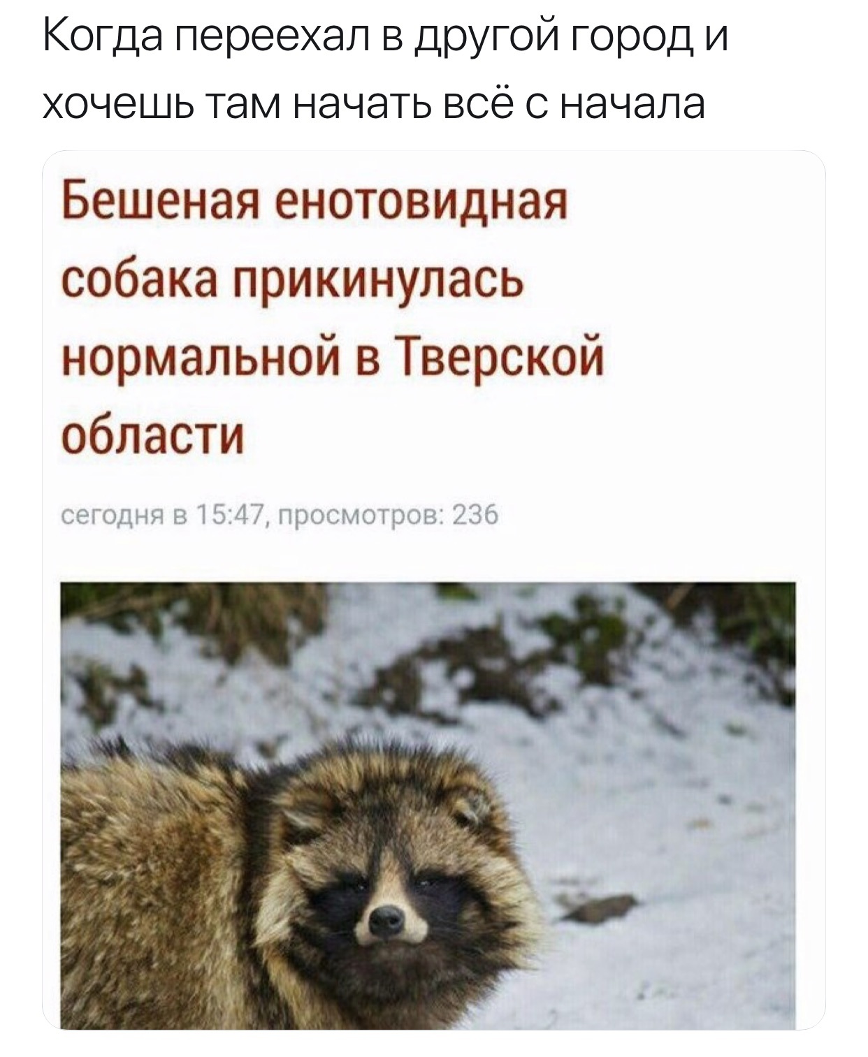 Don't run away from yourself - Twitter, Screenshot, Raccoon, Raccoon dog, Rabies