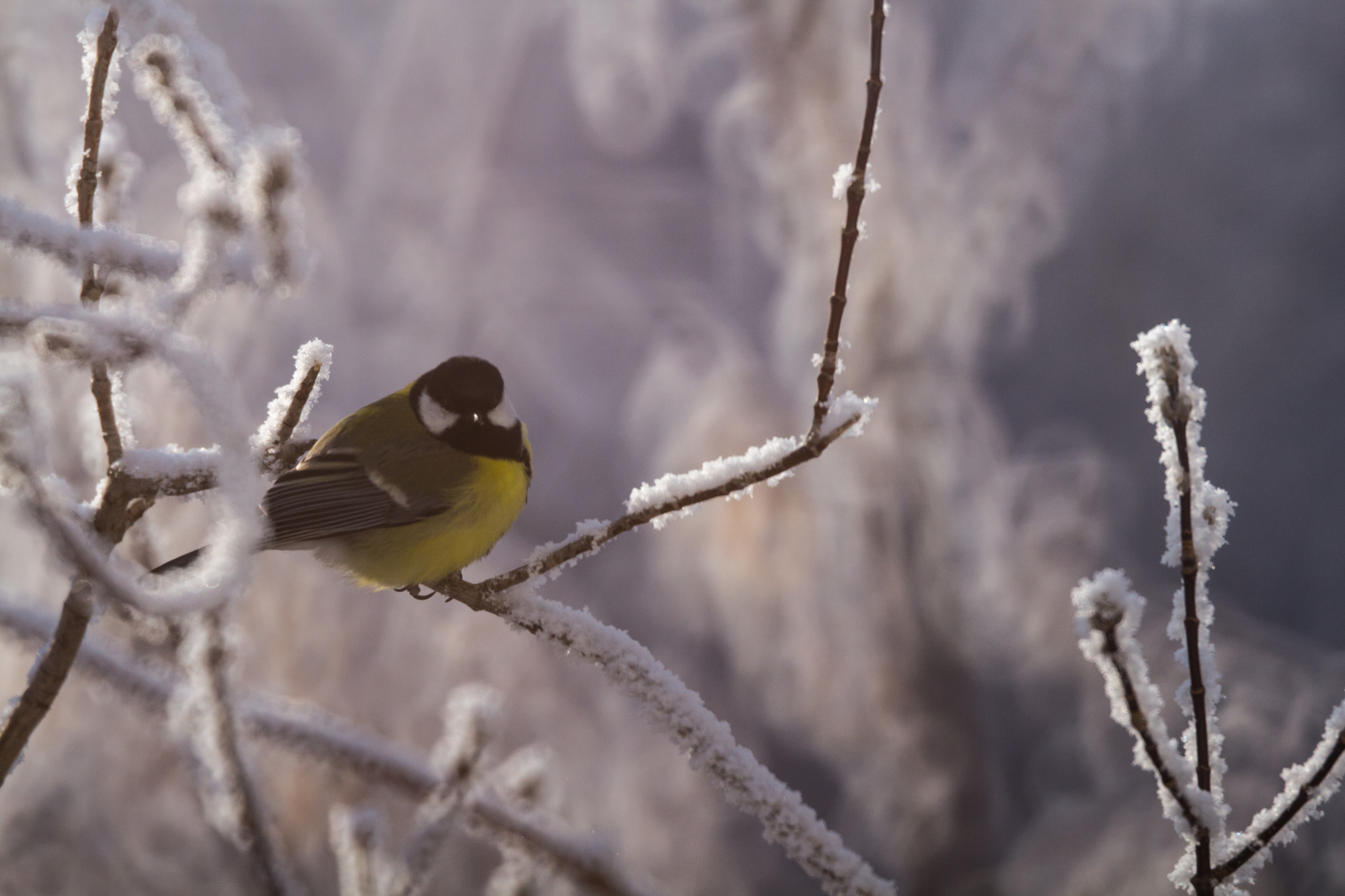 From a cannon to sparrows - My, The photo, Nature, Birds, freezing, Frost, Longpost