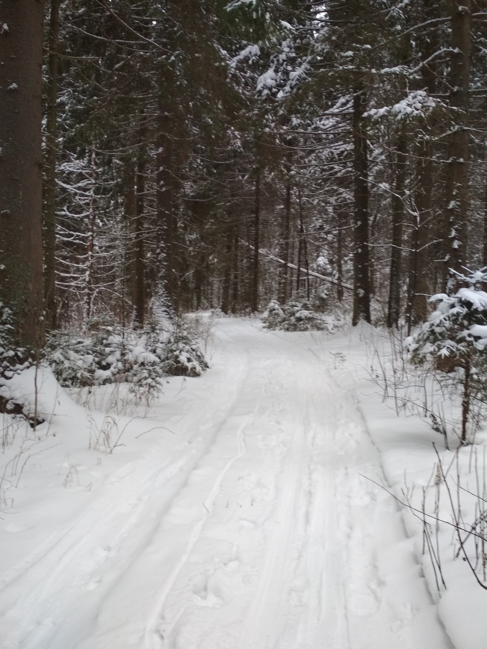 And life goes on ;) - My, Skis, Forest, Christmas tree, The Forest Raised a Christmas Tree, Longpost