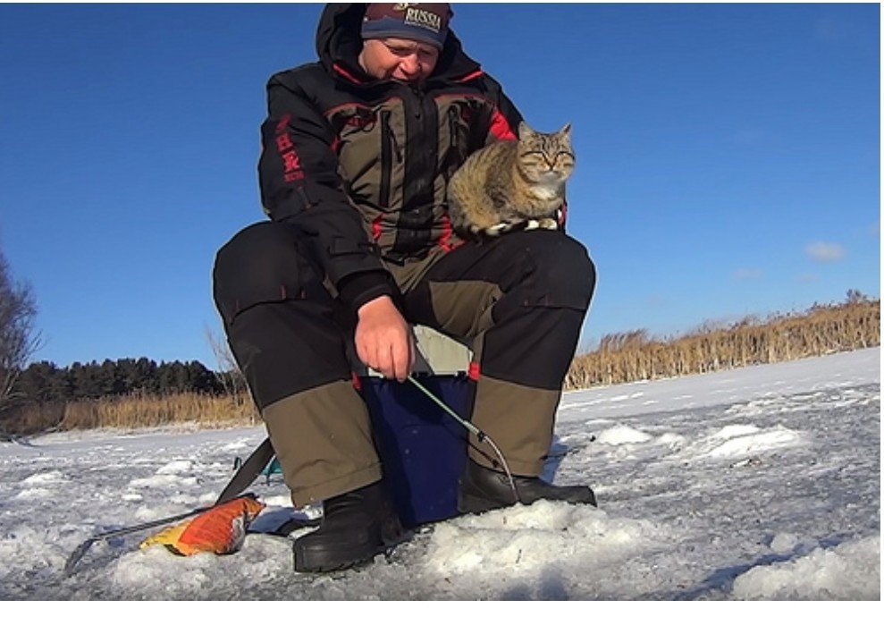 Here's a thief - Syzran, cat, Winter fishing, Kindness, Video